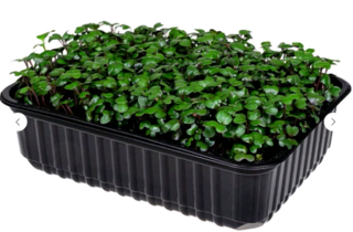 Микрозелень Красная капуста, на корню лоток 12*18 см