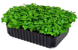 Микрозелень Кейл, на корню лоток 12*18 см