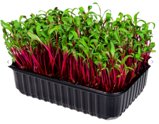Микрозелень Мангольд (свекла красная), на корню лоток 12*18 см