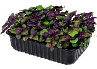 Микрозелень Базилик фиолетовый, на корню лоток 12*18 см