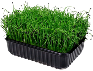 Микрозелень Шнитт-лук, на корню лоток 12*18 см