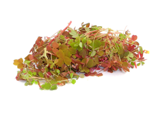 Кислица Мелкая листья (Светлая), срез 20 г