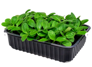 Микрозелень Бораго (огуречная трава), на корню лоток 12*18 см