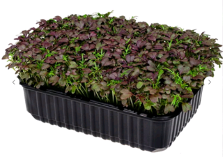 Микрозелень Мицуна красная, на корню лоток 12*18 см