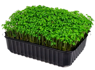 Микрозелень Кресс-салат, на корню лоток 12*18 см