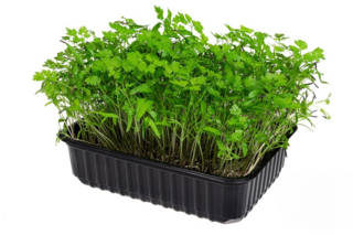 Микрозелень Кервель (дикая петрушка), на корню лоток 12*18 см