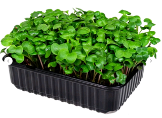 Микрозелень Дайкон, на корню лоток 12*18 см