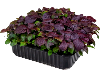 Микрозелень Шисо красная, на корню лоток 12*18 см