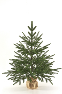 Ель Max Christmas настольная Семирамида 0,7 м