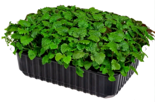 Микрозелень Мелисса, на корню лоток 12*18 см