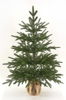 Ель Max Christmas настольная Семирамида 0,9 м