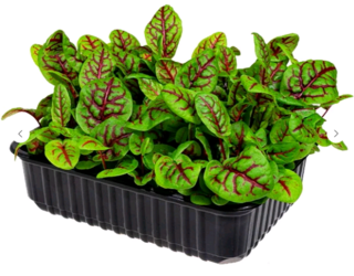 Микрозелень Щавель с красными прожилками, на корню лоток 12*18 см