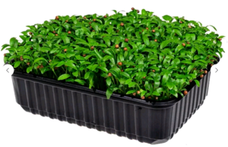 Микрозелень Кориандр (кинза), на корню лоток 12*18 см