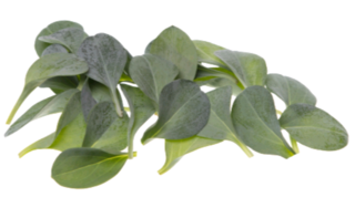 Устричный лист (листья), срез 20 шт
