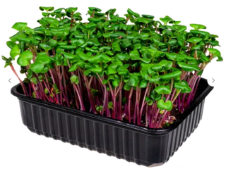Микрозелень Редис красный, на корню лоток 12*18 см