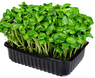 Микрозелень Подсолнечник, на корню лоток 12*18 см