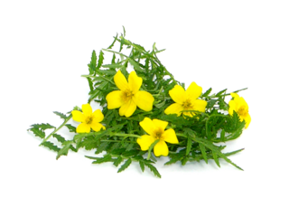 Бархатцы (листья и цветы), срез 20 г