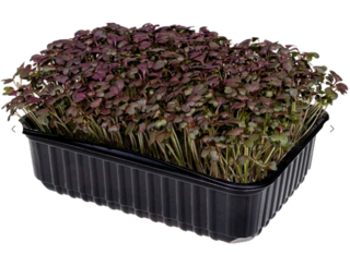 Микрозелень Горчица красная, на корню лоток 12*18 см