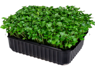 Микрозелень Брокколи, на корню лоток 12*18 см