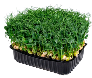 Микрозелень Горошек зеленый, на корню лоток 12*18 см