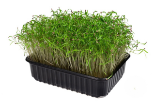 Микрозелень Укроп, на корню лоток 12*18 см