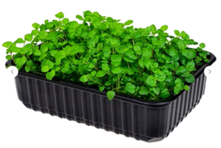 Микрозелень Перечная мята, на корню лоток 12*18 см