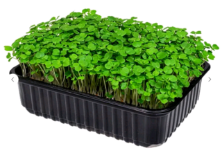 Микрозелень Руккола, на корню лоток 12*18 см