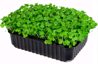 Микрозелень Пак-чой, на корню лоток 12*18 см