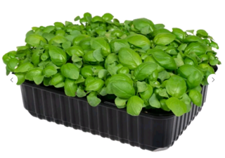 Микрозелень Базилик зеленый, на корню лоток 12*18 см