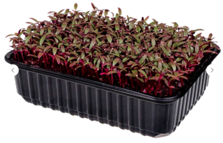 Микрозелень Амарант, на корню лоток 12*18 см