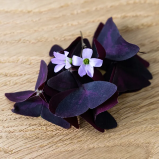 Кислица Крупная листья, срез 20 г