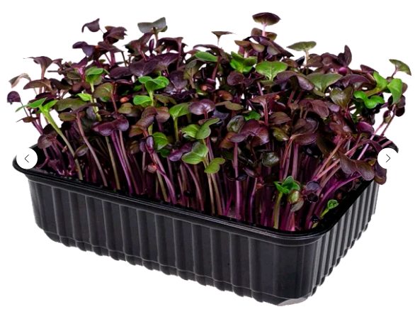 Микрозелень Редис фиолетовый, на корню лоток 12*18 см
