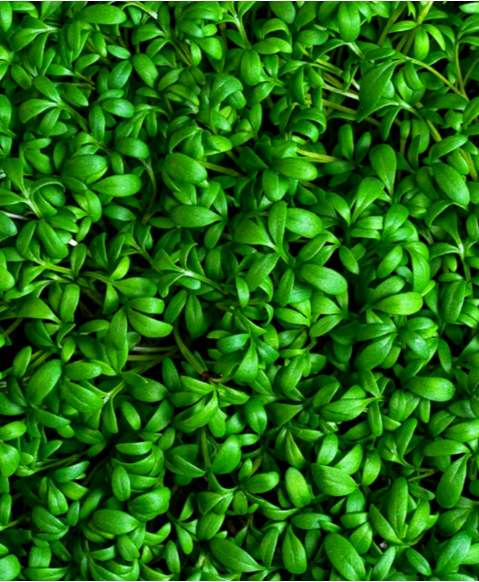 Микрозелень Кресс-салат, на корню лоток 12*18 см