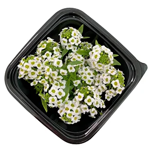 Цветы съедобные Аллисум, 20 шт