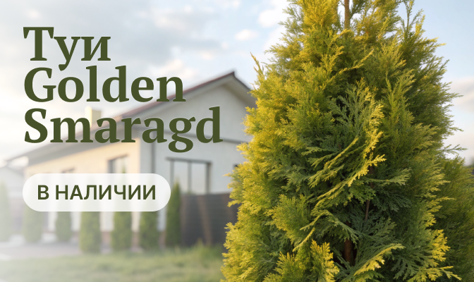Туя Голден Смарагд