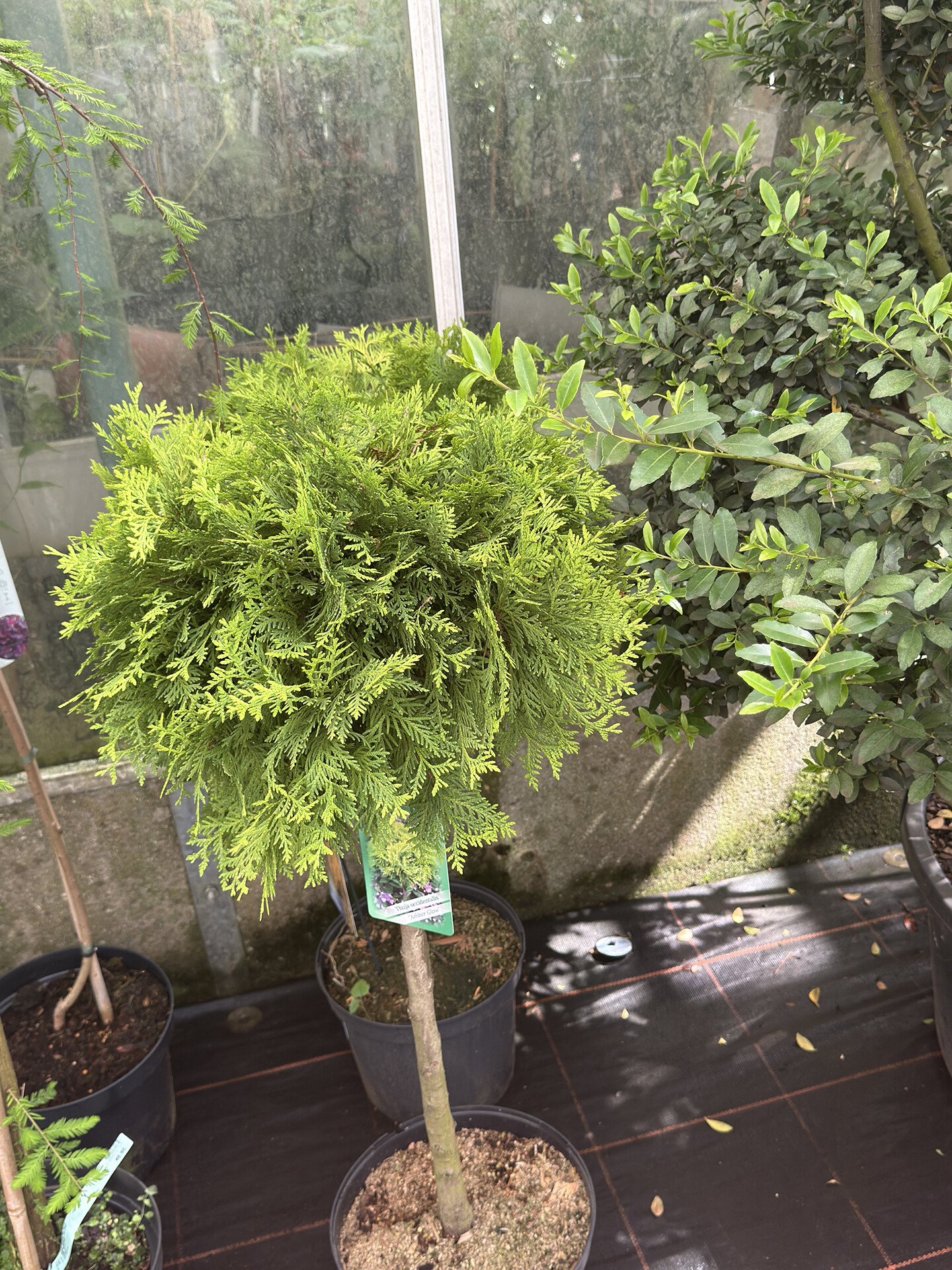 Оптовым флористам