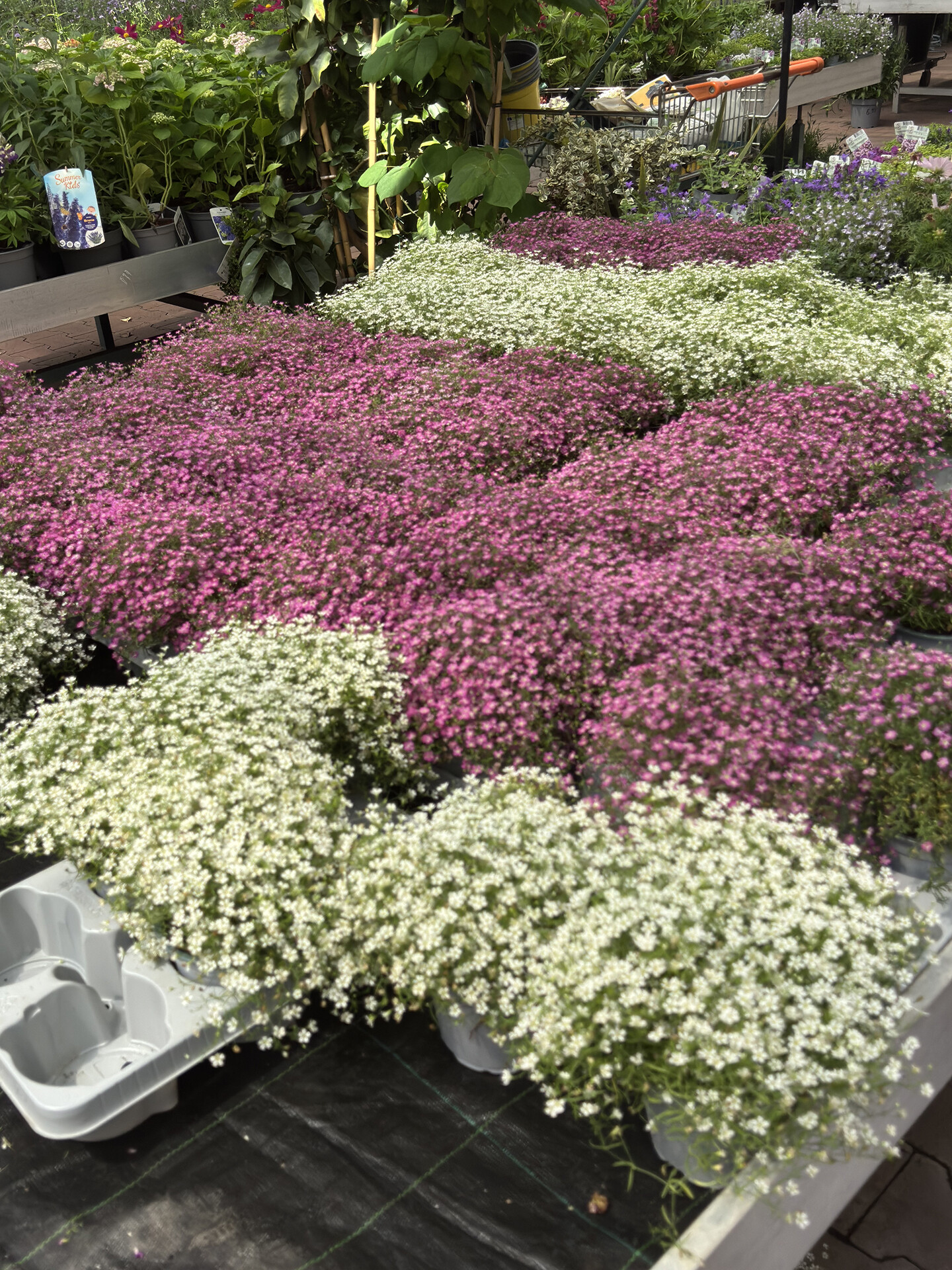 Оптовым флористам