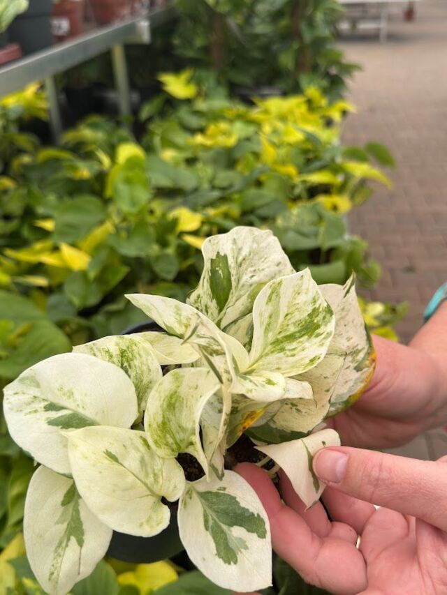 Изображение 3