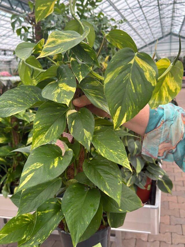 Изображение 3