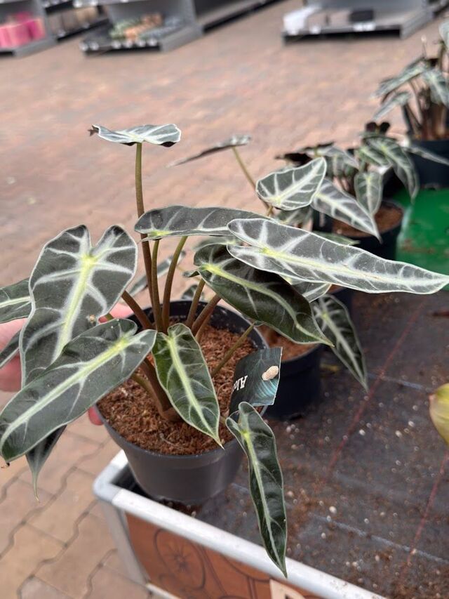 Изображение 3